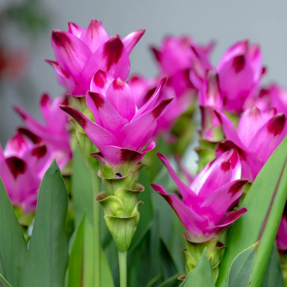 Pink Rhizoma Curcuma Flower Seeds for planting in home garden